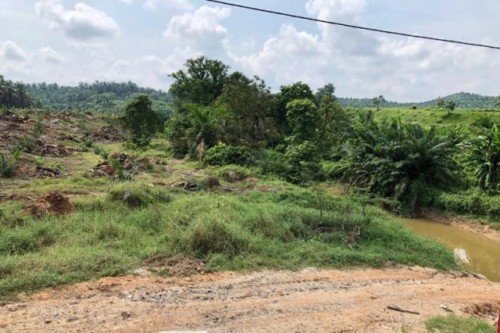 Peremajaan kebun kelapa sawit PT SAK di Nagari Muaro Sopan, Kecamatan Padang Laweh yang di duga dilakukan melampui batas DAS, Kamis (9/8/2019).  (Foto Ant)